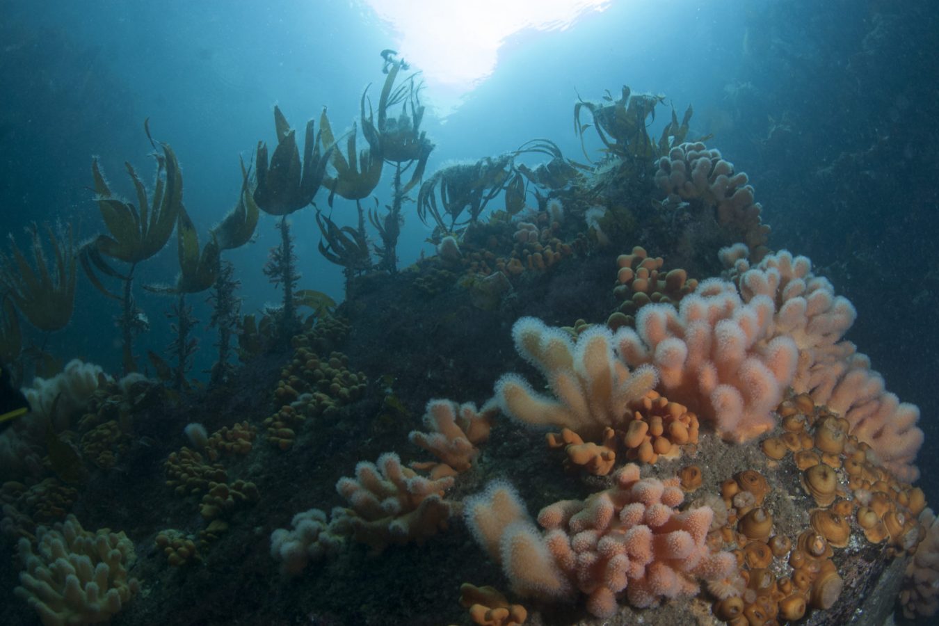 Fotografi av havbunnen med sjøplanter, tang og koraller som vokser på steinene